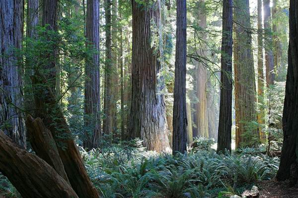 Del Norte Coast Redwoods State Park (SP) within the Redwood National and State Parks (4/25/2011)