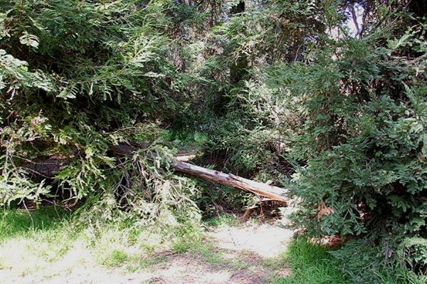 Griffith Park Redwoods - Cedar Grove (6/14/2011 - Credits: David Golden)
