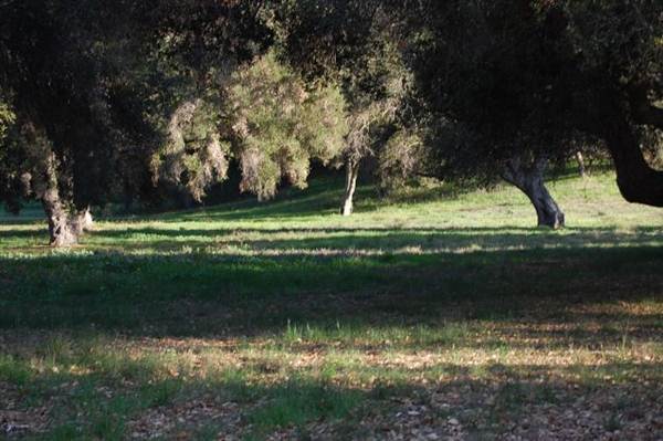 Ventura Farms (6/14/2011 - Credits: David Golden)