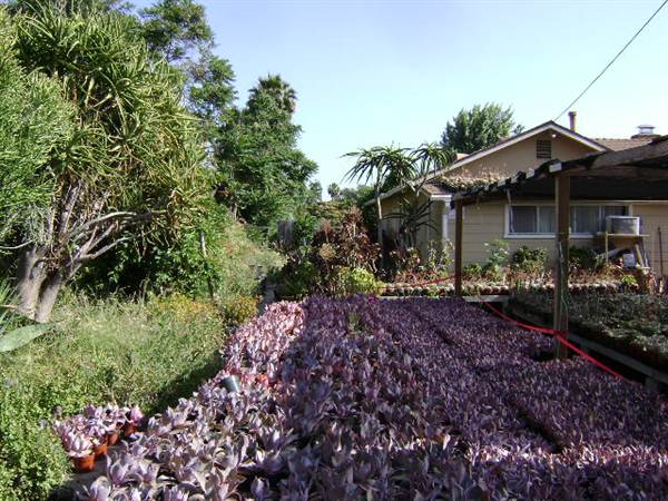 California Nursery Specialties - Cactus Ranch (6/22/2011 - Credits: J. Steven Witkowski)