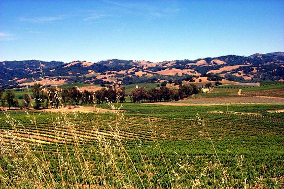 Blue Rock Vineyard (12/31/2003)