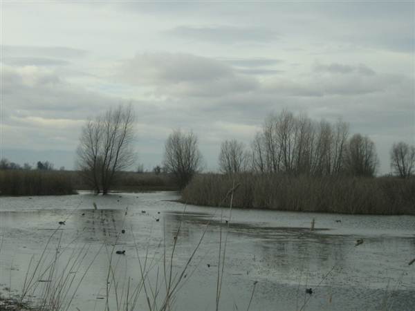 Colusa National Wildlife Refuge (11/10/2011)