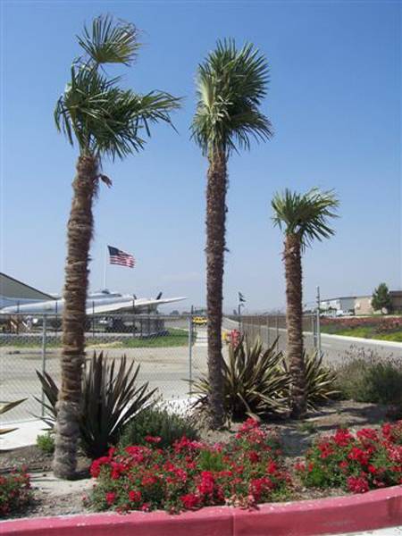 Chino Airport aka Cal Aero Field - adjacent to Planes of Fame (8/4/2009)