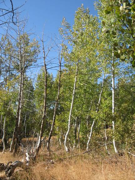 Aspens Near Highway 267 US Forest Service (10/8/2009)