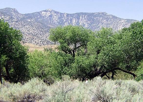 Canebrake Ecological Reserve - California Department of Fish and Wildlife (CDFW) (12/31/2003)