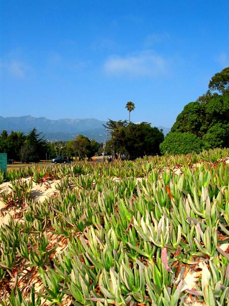 Carpinteria State Beach (SB) (2/19/2016)