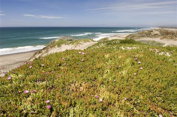Zmudowski State Beach (SB) (2/29/2016)