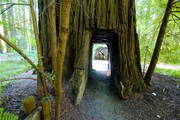 Smithe Redwoods State Natural Reserve (SNR) (3/1/2016)