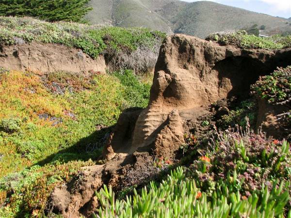 Garrapata State Park (SP) - http://stateparkclosurestrip.blogspot.com/ (3/2/2016 - Credits: Photo courtesy of Lucy D'Mot)