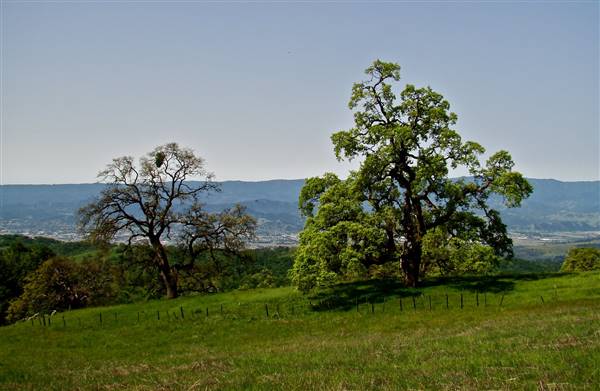Henry W. Coe State Park (SP) - http://stateparkclosurestrip.blogspot.com/ (3/2/2016 - Credits: Photo courtesy of Lucy D'Mot)