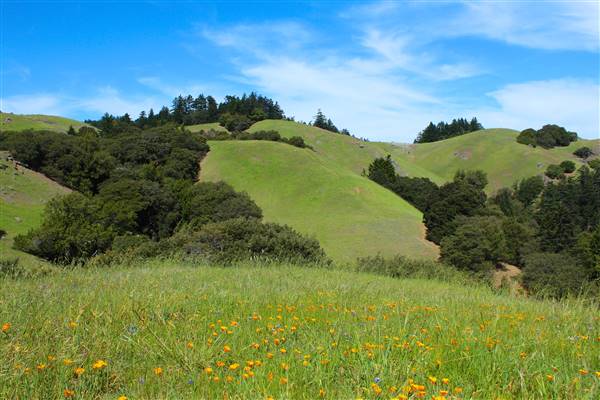 Mount Tamalpais State Park (SP) (3/9/2016 - Credits: Photo courtesy of Marin Convention & Visitors Bureau)