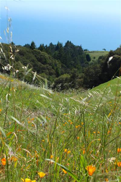 Mount Tamalpais State Park (SP) (3/9/2016 - Credits: Photo courtesy of Marin Convention & Visitors Bureau)