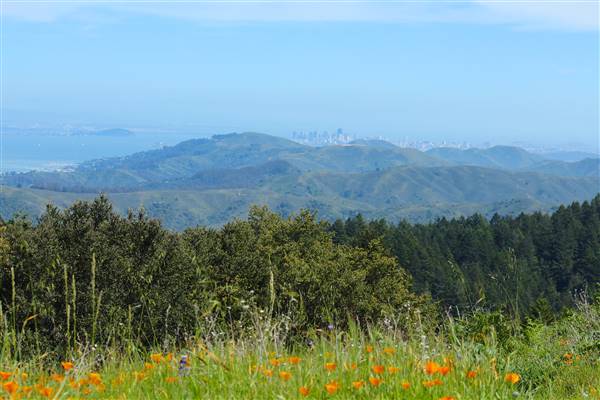 Mount Tamalpais State Park (SP) (3/9/2016 - Credits: Photo courtesy of Marin Convention & Visitors Bureau)