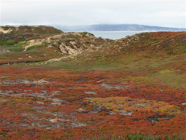 Fort Ord Dunes State Park (SP) (8/1/2013 - Credits: By Rob Starobin [CC BY 2.0 (http://creativecommons.org/licenses/by/2.0)], via Wikimedia Commons)
