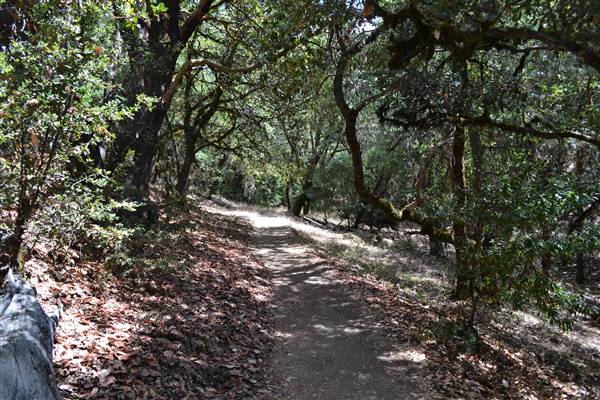 Castle Rock State Park (SP) (9/1/2013 - Credits: By Oleg Alexandrov (Own work) [CC BY-SA 3.0)