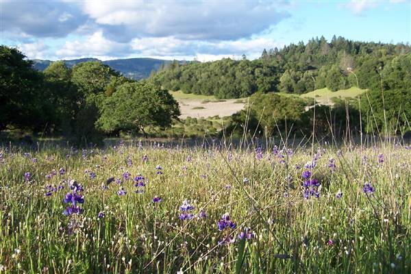 Trione-Annadel State Park (SP) (4/17/2004 - Credits: By Brian Michelsen from Santa Rosa, California, USA (Flickr) [CC BY 2.0 (http://creativecommons.org/licenses/by/2.0)], via Wikimedia Commons)