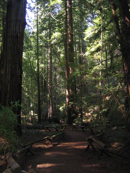 Armstrong Redwoods State Natural Reserve (SNR) (2/17/2013 - Credits: "Armstrong Redwoods State Natural Reserve"  by  Leslie Veen (CC BY-SA 2.0) (https://creativecommons.org/licenses/by-sa/2.0/) via Flickr)