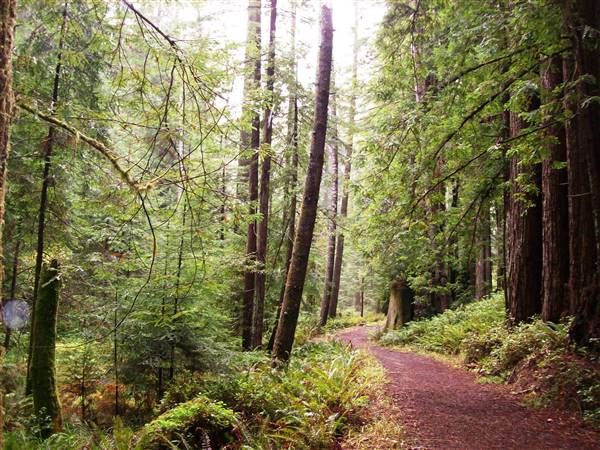 Van Damme State Park (SP) / Beach / Pygmy Forest / Fern Canyon Trail / Spring Ranch Trail (11/18/2007 - Credits: "Vandamme097" by Matthew High (CC BY-NC 2.0) [https://creativecommons.org/licenses/by-nc/2.0/] https://www.flickr.com/photos/matthigh/)