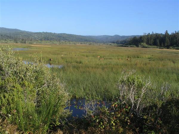 Harry A. Merlo State Recreation Area (SRA) (8/16/2006 - Credits: "Roosevelt Elk, Harry A. Merlo State Recreation Area Near Redwood National Park, California" by Ken Lund (CC BY-SA 2.0) [https://creativecommons.org/licenses/by-sa/2.0/legalcode] https://www.flickr.com/photos/kenlund/)