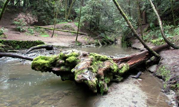 Forest of Nisene Marks State Park (SP), The (3/15/2011 - Credits: "Aptos Creek" Image by Flickr User: L*E*O (CC BY-NC 2.0)[https://creativecommons.org/licenses/by-nc/2.0/legalcode]https://www.flickr.com/photos/leoleson/)