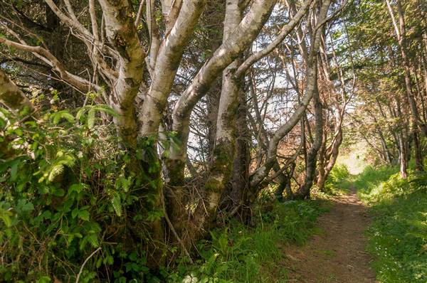 Del Norte Coast Redwoods State Park (SP) within the Redwood National and State Parks (5/1/2014 - Credits: "Into the Unknown" by Wendy Ng (CC BY-NC-ND 2.0)[https://creativecommons.org/licenses/by-nc-nd/2.0/legalcode] https://www.flickr.com/photos/wenzday01/)