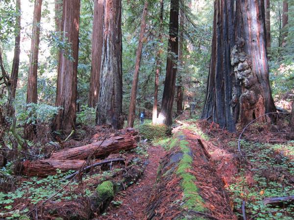 Portola Redwoods State Park (SP) (11/18/2012 - Credits: "IMG_3424.jpg" by Ray Krebs (CC BY-NC-ND 2.0)[https://creativecommons.org/licenses/by-nc-nd/2.0/legalcode] https://www.flickr.com/photos/raykrebs/)
