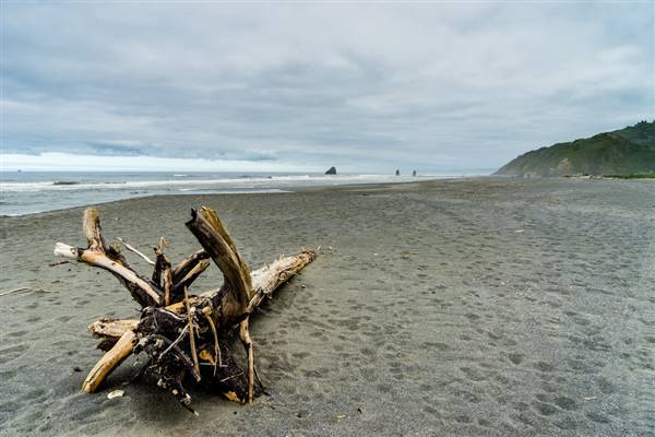 Redwood National & State Parks (5/25/2016 - Credits: "Redwood National Park, California, United States" by Mark Weston (CC BY-NC-ND 2.0)[https://creativecommons.org/licenses/by-nc-nd/2.0/legalcode]https://www.flickr.com/photos/markwestonphoto/)