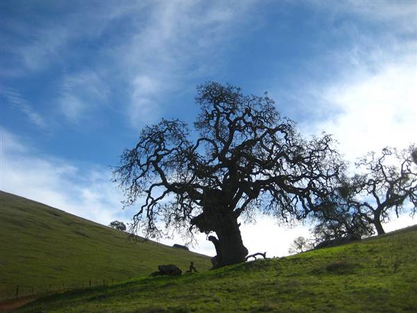 Pacheco State Park (SP) and Windmill Farm / Wind Energy (1/10/2010 - Credits: "Tree and sky" by Joe Navratil (CC BY-NC-ND 2.0)[https://creativecommons.org/licenses/by-nc-nd/2.0/legalcode]https://www.flickr.com/photos/navratil/)