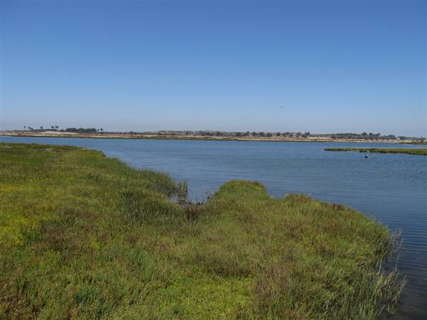 Bolsa Chica Ecological Reserve - California Department of Fish & Wildlife (CDFW) (8/6/2011 - Credits: "Bolsa Chica Ecological Reserve, Huntington Beach, California" by Ken Lund (CC BY-SA 2.0)[https://creativecommons.org/licenses/by-sa/2.0/legalcode]https://www.flickr.com/photos/kenlund/)