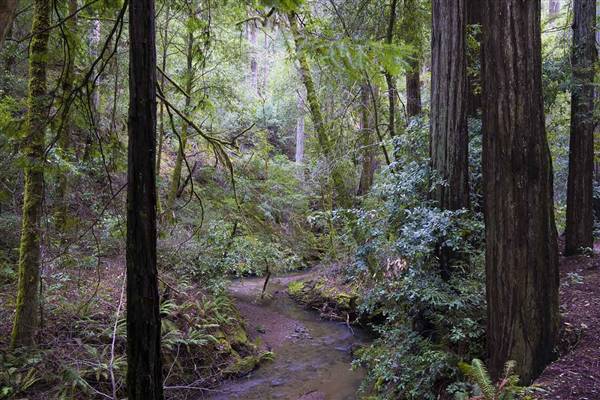 Mailliard Redwoods State Natural Reserve (SNR) (8/3/2016 - Credits: Photo courtesy of David Baselt)