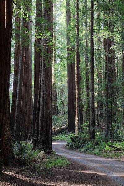 John B. Dewitt Redwoods State National Reserve (SNR) (8/4/2016 - Credits: Photograph courtesy of David Baselt | http://www.redwoodhikes.com/Dewitt/Dewitt.html)