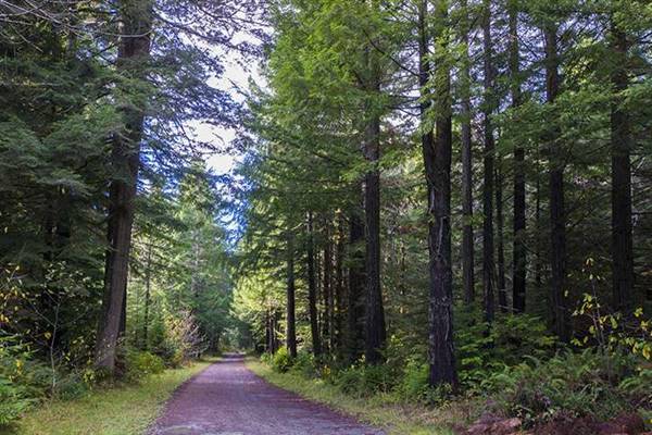 Del Norte Coast Redwoods State Park (SP) within the Redwood National and State Parks (8/4/2016 - Credits: Photograph courtesy of David Baselt - http://www.redwoodhikes.com/DelNorte/DelNorte.html)