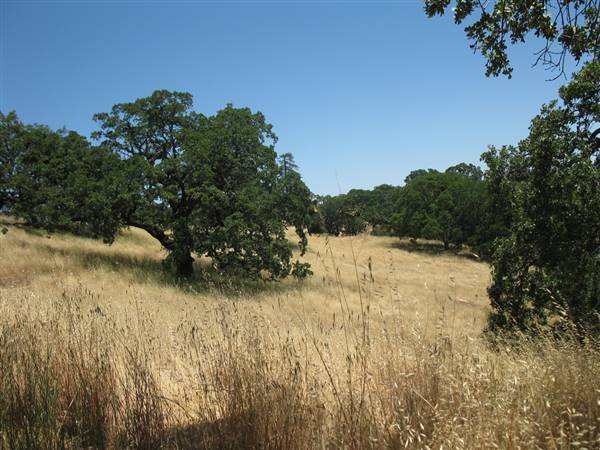 Henry W. Coe State Park (SP) (6/19/2010 - Credits: "Henry W Coe State Park - open hillside" by Joan C Wrenn (CC BY-NC-ND 2.0) [https://creativecommons.org/licenses/by-nc-nd/2.0/legalcode]https://www.flickr.com/photos/jcwrenn/)