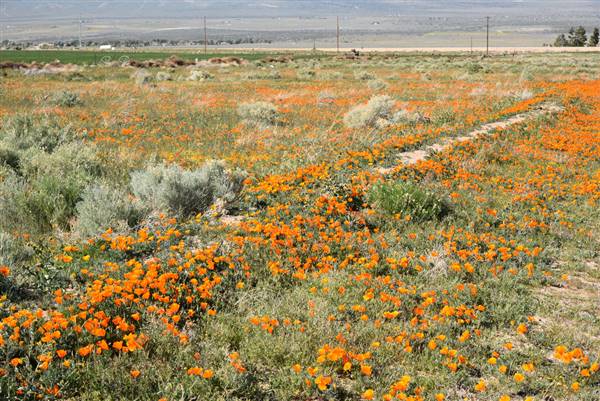 Arthur B. Ripley Desert Woodland State Park (SP) (3/26/2016 - Credits: "DSC_7295" by Kent MacElwee (CC BY-NC-ND 2.0)[https://creativecommons.org/licenses/by-nc-nd/2.0/legalcode]https://www.flickr.com/photos/kmacelwee/)