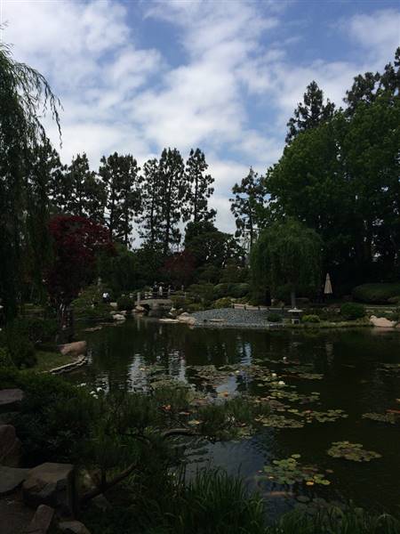 Earl Burns Miller Japanese Garden - California State University Long Beach - CSULB (5/15/2016 - Credits: "Untitled" by Sergei Gussev (CC BY 2.0)[https://creativecommons.org/licenses/by/2.0/legalcode]https://www.flickr.com/photos/sergeigussev/)