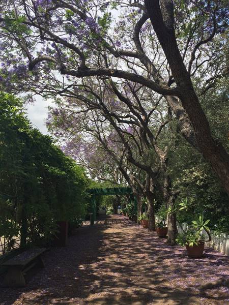 Earl Burns Miller Japanese Garden - California State University Long Beach - CSULB (5/15/2016 - Credits: "Untitled" by Sergei Gussev (CC BY 2.0)[https://creativecommons.org/licenses/by/2.0/legalcode]https://www.flickr.com/photos/sergeigussev/)
