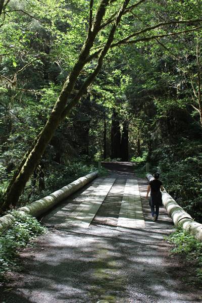 Redwood National & State Parks (6/16/2012 - Credits: "Redwood National Park: Lost Man Creek" by John Hyun (CC BY-NC-ND 2.0)[https://creativecommons.org/licenses/by-nc-nd/2.0/legalcode]https://www.flickr.com/photos/jshyun/)