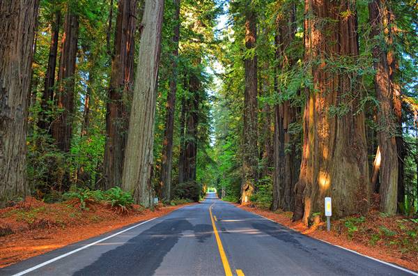 Highway 101 within Humboldt Redwoods State Park (9/21/2014 - Credits: "Road to Happiness" by Kirt Edblom (CC BY-SA 2.0)[https://creativecommons.org/licenses/by-sa/2.0/legalcode]https://www.flickr.com/photos/27190564@N02/)