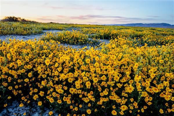 Carrizo Plain National Monument (3/26/2016 - Credits: "Carrizo Plain National Monument" Photo courtesy of Bureau of Land Management (CC BY 2.0)[https://creativecommons.org/licenses/by/2.0/legalcode]https://www.flickr.com/photos/mypubliclands/)