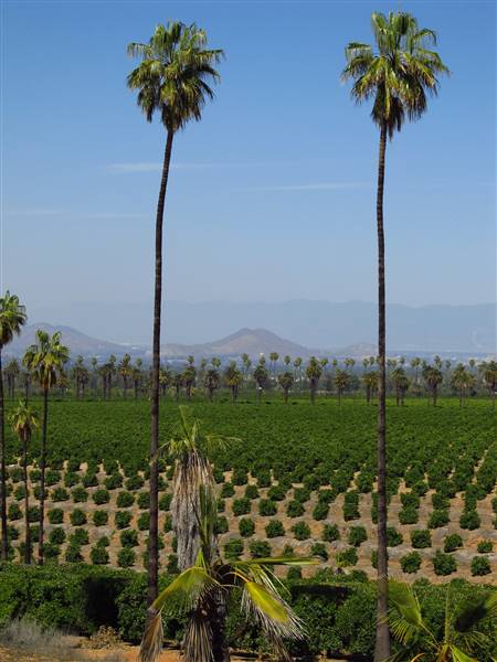 California Citrus State Historic Park (SHP) (3/24/2013 - Credits: "California Citrus State Historic Park" by Flickr User: Jasperdo (CC BY-NC-ND 2.0)[https://creativecommons.org/licenses/by-nc-nd/2.0/legalcode]https://www.flickr.com/photos/mytravelphotos/)