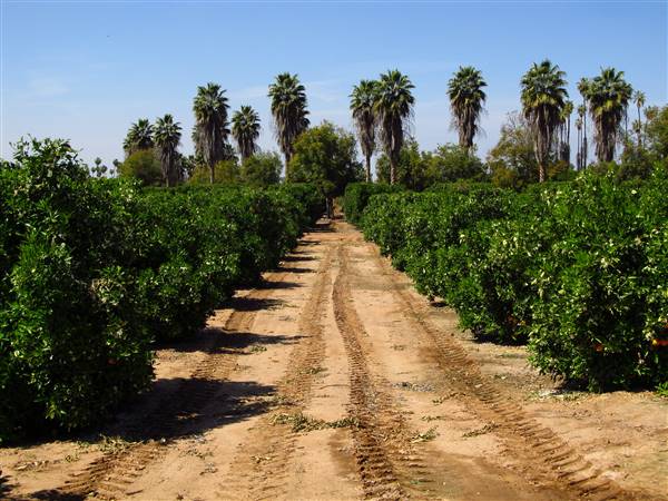 California Citrus State Historic Park (SHP) (3/24/2013 - Credits: "California Citrus State Historic Park" by Flickr User: Jasperdo (CC BY-NC-ND 2.0)[https://creativecommons.org/licenses/by-nc-nd/2.0/legalcode]https://www.flickr.com/photos/mytravelphotos/)