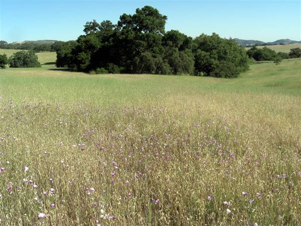 Santa Rosa Plateau Ecological Reserve - Riverside County & California Department of Fish & Wildlife (CDFW) (7/26/2014 - Credits: "Oaks and Mariposas" by Roy Randall (CC BY-NC-ND 2.0)[https://creativecommons.org/licenses/by-nc-nd/2.0/legalcode]https://www.flickr.com/photos/zeroy/)