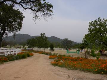 El Campeon Farms - Windy Hill Ranch (10/21/2016)