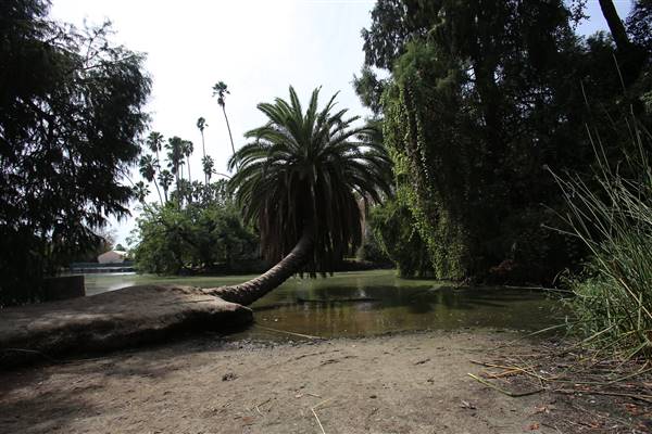 Los Angeles County Arboretum (11/3/2016 - Credits: Photo courtesy of Kris Bunting)