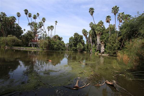 Los Angeles County Arboretum (11/3/2016 - Credits: Photo courtesy of Kris Bunting)