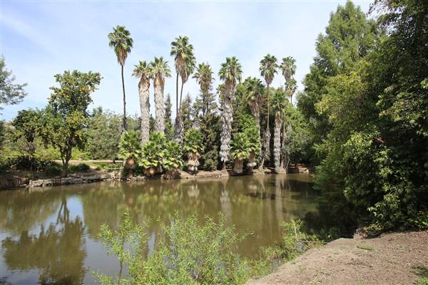 Los Angeles County Arboretum (11/3/2016 - Credits: Photo courtesy of Kris Bunting)