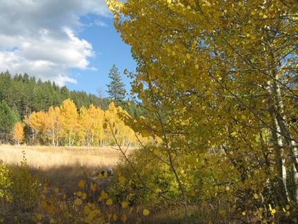 Aspens Near Highway 267 US Forest Service (4/13/2017)