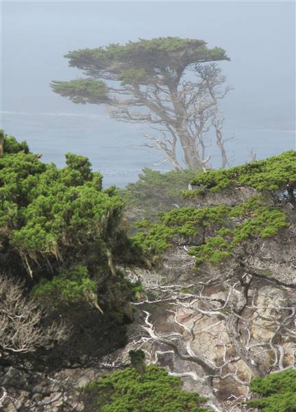 Point Lobos State Natural Reserve (SNR) (6/28/2017)