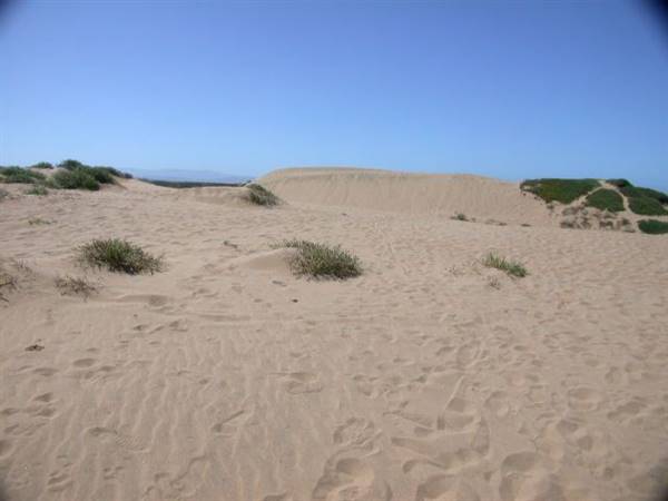 Sand City Beach / Eolian Dunes Preserve - Sand Dunes (6/28/2017)