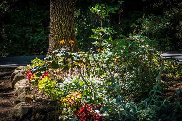 Shasta County Gardens (1/22/2018)
